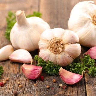 Ajo (Allium sativum L.) bulbo