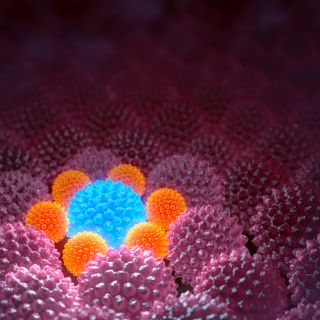 Regeneración del cartílago