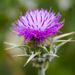 Cardo Mariano (Silybum marianum L)
